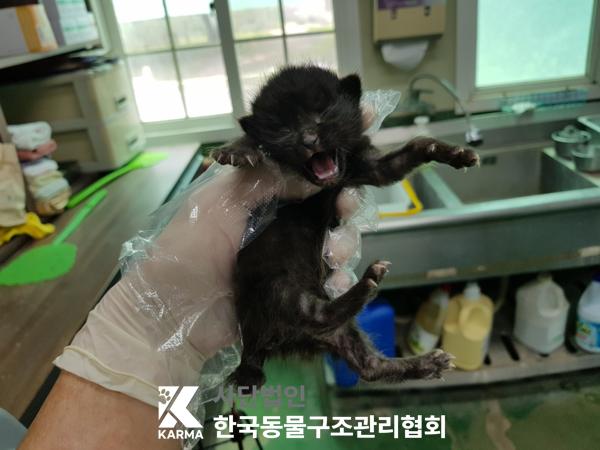 [고양이] 한국 고양이 서울-서대문-2025-00064 유기동물 배경 이미지 입니다.